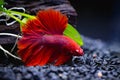 Red Siamese fighting fish in a fish tank