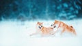 Red siba dog runs on the slope. Sunny winter snow-covered forest with warm evening light Royalty Free Stock Photo