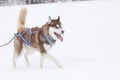 A red siberian husky sled dog drives a sleigh in the snow in winter