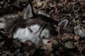 Red Siberian husky dog sleeps at night in pile of autumn leaves.