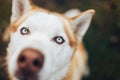 Red Siberian Husky Dog Snout - Close up view nose macro shot