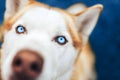 Red Siberian Husky Dog Snout - Close up view nose macro shot