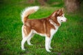 Red Siberian Husky on a field