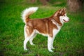 Red Siberian Husky on a field