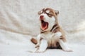 Puppy Siberian Husky yawns. Puppy on bed at home