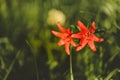 Red Siberian lily in a grass