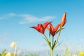 Red Siberian lily over blue sky