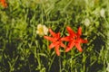 Red Siberian lily in a grass