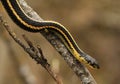 Red sided garter snake Thamnophis sirtalis parietalis climbing on tree.