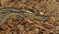 Red sided garter snakes