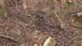 Red sided garter snakes mating