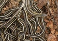 Red sided garter snakes, Thamnophis sirtalis parietalis, breeding in