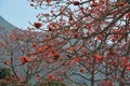 Red Silk Cotton Tree