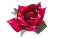 Red silk rose in snow Royalty Free Stock Photo