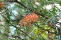 Red Silky Oak Spider Flower Australian native plant Royalty Free Stock Photo