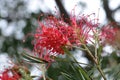 Red Silky Oak (Grevillea Banksii) Spider Flower Royalty Free Stock Photo