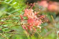 Red Silky Oak (Grevillea Banksii) Spider Flower