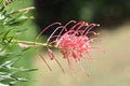 Red Silky Oak (Grevillea Banksii) Spider Flower