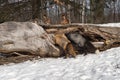 Red and Silver Fox Vulpes vulpes Investigate Inside of Log Winter Royalty Free Stock Photo