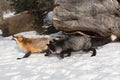 Red and Silver Fox Vulpes vulpes Prowl to Left and Look Up Winter Royalty Free Stock Photo