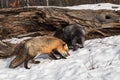 Red and Silver Fox Vulpes vulpes Sniff Together at Base of Log Winter Royalty Free Stock Photo