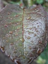 A red silver green leaf of a plant in drops of water after rain.Closeup of rain drops on tropical leaf Royalty Free Stock Photo