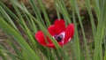 Red and Silver Poppy Swaying in the Breeze with Birdsong