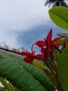 Red simple flowers in Temple