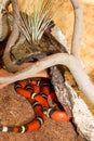 Red Sinaloan Milk Snake in a terrarium Royalty Free Stock Photo