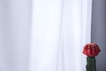 A red single cactus with white curtain background