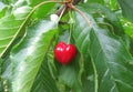 Red single cherry on tree have many green leaves in farm in Melbourne Royalty Free Stock Photo