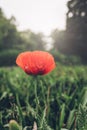 Red, single poppy flower against green, nature background. Blurry light Royalty Free Stock Photo