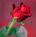 Red Single Rose Royalty Free Stock Photo