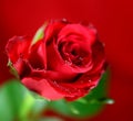 Red Single Rose Royalty Free Stock Photo