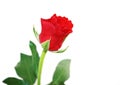 Red single rose white background Royalty Free Stock Photo