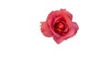 Red single rose on white background Royalty Free Stock Photo