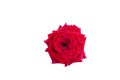 Red single rose on white background Royalty Free Stock Photo