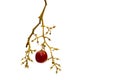 Red single round grape on white background Royalty Free Stock Photo