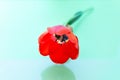 Red Single Tulip Flower Closeup on Light Background. Royalty Free Stock Photo