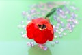 Red Single Tulip Flower Closeup.