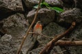Red siskin perched on a tree branch with rocks in the background Royalty Free Stock Photo