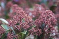 Red skimmia japonica rubella plant