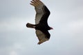 Turkey Vulture face in flight Royalty Free Stock Photo