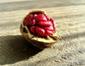 Red skin walnut on wooden table