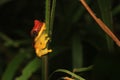 Red skirted tree frog, dendropsophus rhodopeplus, with black stipes siting on a thin green stem