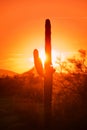 Red sky sunset in desert Royalty Free Stock Photo