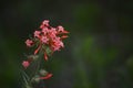 Red Skyrocket flower Scarlet Gilia Ipomopsis aggregata