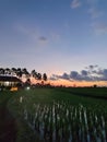 Red skys and green ricefields is great combination Royalty Free Stock Photo