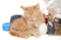 Red sleepy kitten Royalty Free Stock Photo