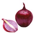 Red sliced and whole onion isolated, watercolor illustration on white Royalty Free Stock Photo